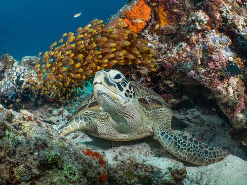 Rich biodiversity under the water.  Photo courtesy of Galice Hoarau, Winner of 2019 World Oceans Day  Photo Competition (Underwater Life)